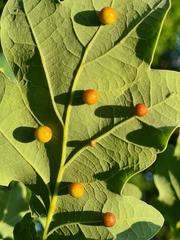 Cynips quercusfolii