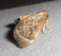 Packardia elegans