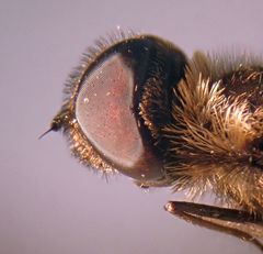 Hemipenthes morioides