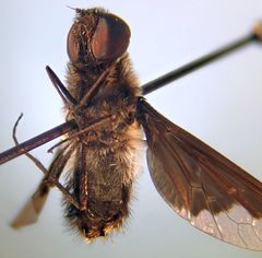 Hemipenthes morioides