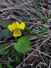 Viola biflora