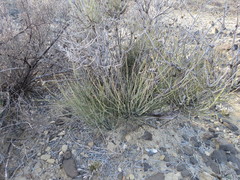 Ephedra torreyana