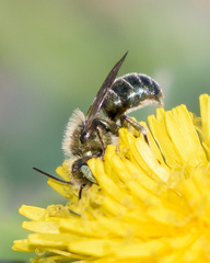Osmia