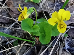 Viola biflora