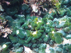 Codium cerebriforme