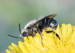 Osmia