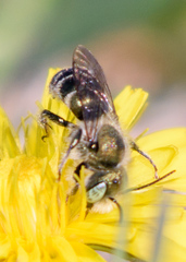 Osmia
