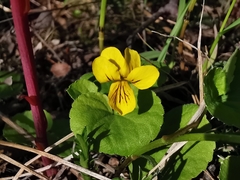Viola biflora