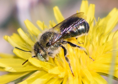 Osmia