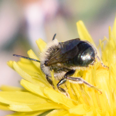 Osmia