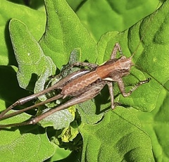 Antaxius spinibrachius