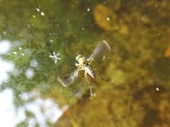 Poecilobothrus nobilitatus