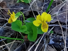 Viola biflora