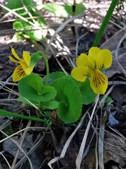 Viola biflora