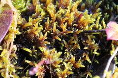 Hypnum dieckii