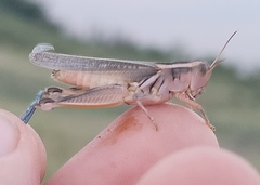 Melanoplus packardii