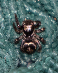 Anasaitis canosa