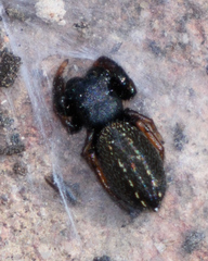 Metacyrba taeniola