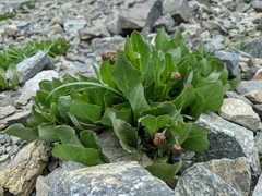 Senecio amplectens