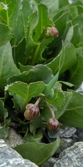 Senecio amplectens