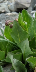 Senecio amplectens