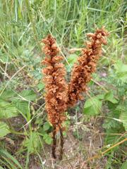 Orobanche picridis