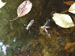 Poecilobothrus nobilitatus