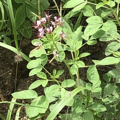 Polanisia dodecandra riograndensis