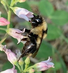 Bombus insularis
