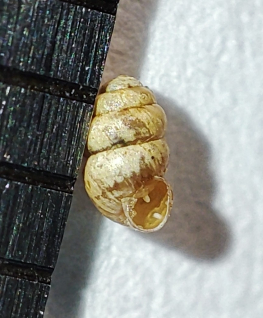 Mountain Whorl Snail