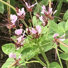 Polanisia dodecandra riograndensis