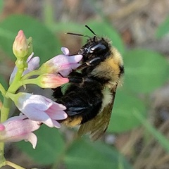 Bombus insularis