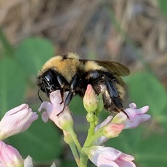 Bombus insularis