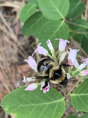 Bombus insularis