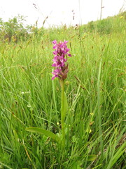 Dactylorhiza incarnata incarnata