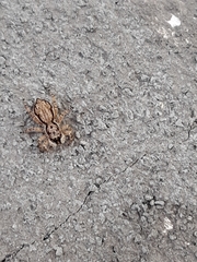 Menemerus bivittatus