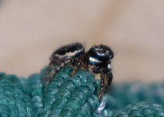 Anasaitis canosa