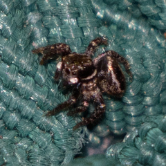 Anasaitis canosa