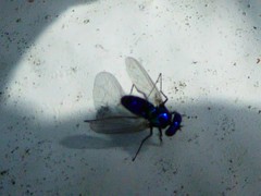 Condylostylus mundus
