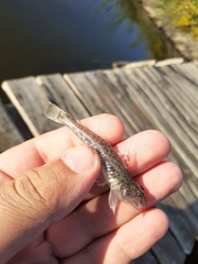 Neogobius fluviatilis