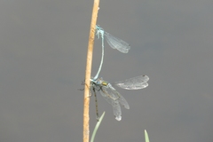 Lestes sponsa