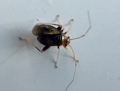 Halticus luteicollis