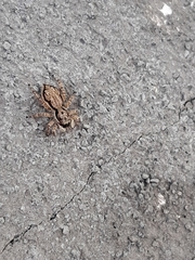 Menemerus bivittatus