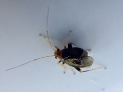 Halticus luteicollis