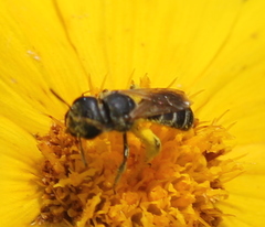 Halictus poeyi