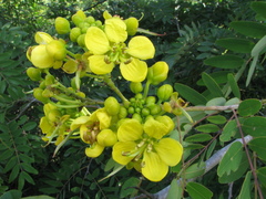 Senna spectabilis