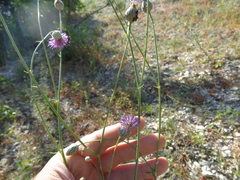 Centaurea scabiosa adpressa