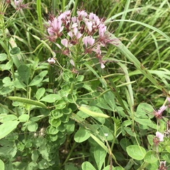 Polanisia dodecandra riograndensis