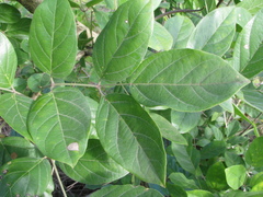 Dolichandrone atrovirens