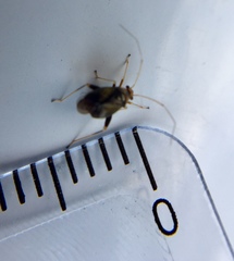 Halticus luteicollis